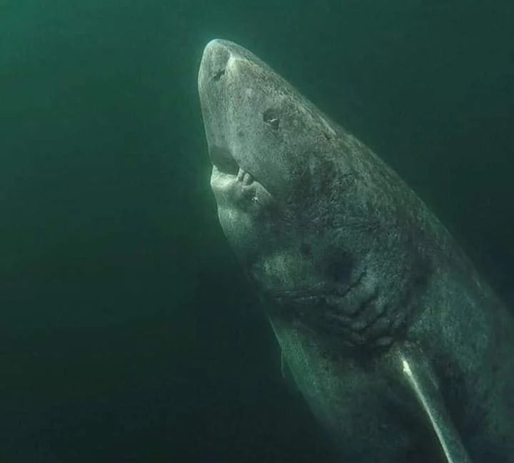 Scientists Have Discovered a 392-Year-Old Shark