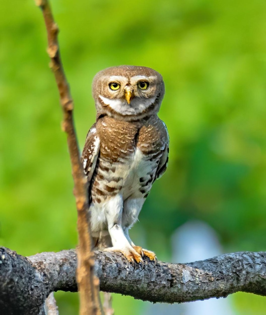 Forest_Owlet.jpg