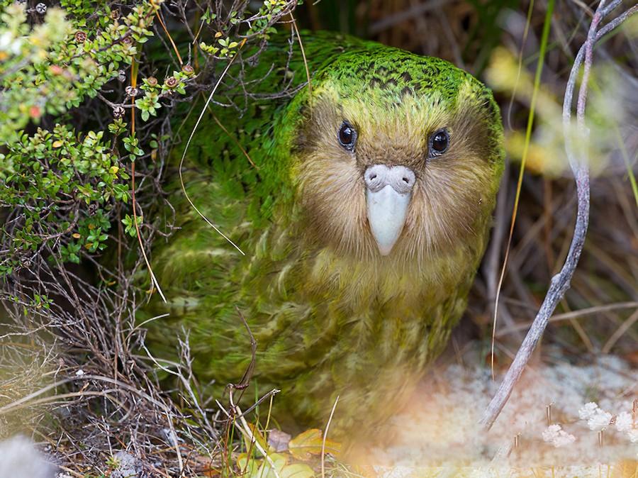 Kakapo.jpg