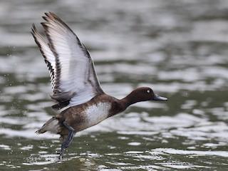 Madagascar_Pochard.jpg