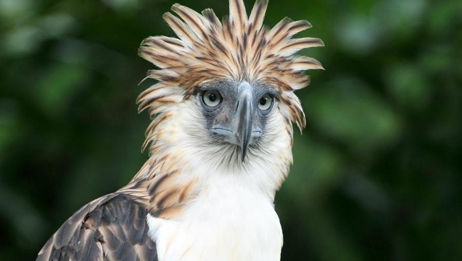 Philippine_Eagle.jpg