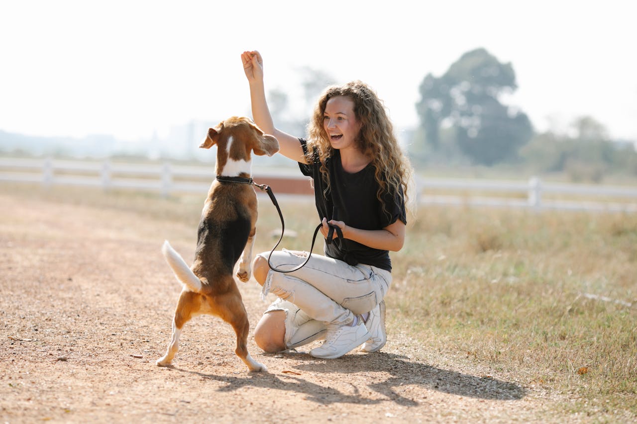 4 Reasons Why Dog Training is Vital