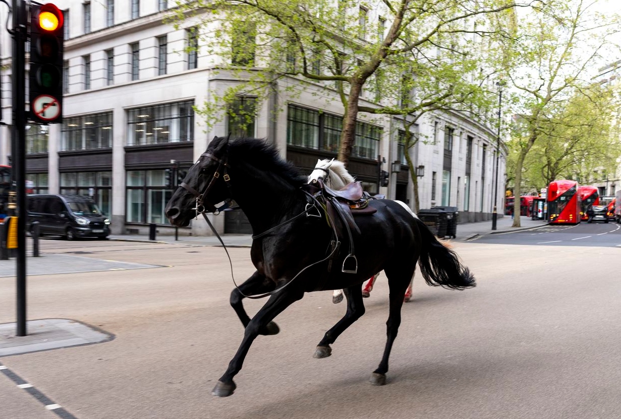 Chaos Ensues as Household Cavalry Horses Bolt Through London's Streets