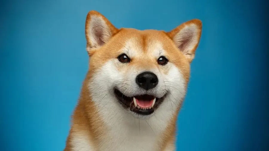 Dogecoin Dog Kabosu Dies After 14 Years of Internet Fame