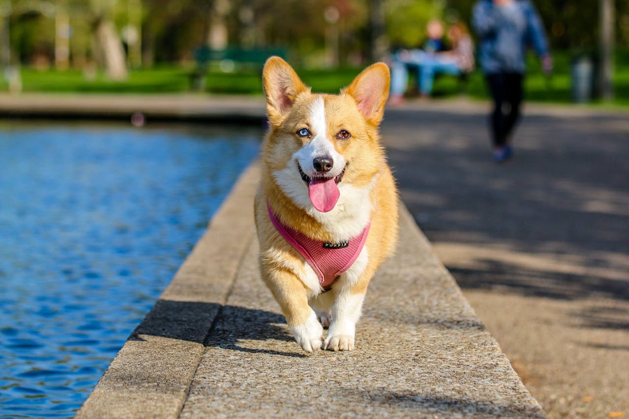 What You Need to Know Before Getting a Dog in Washington D.C.